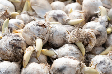 Close up of Allium (ornamental onion) flower bulbs in a garden center. Narrow depth of field
