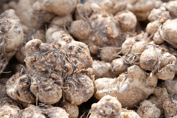 Close up of root tubers of the hardy Canna Zantedeschia in a garden center. Background image