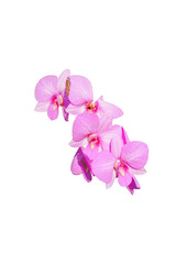 pink orchid flower isolated on white background with clipping path.