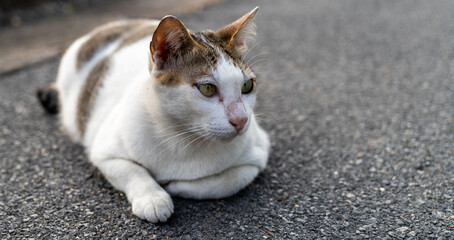 Cute cat sitting on the road. Selective focus with shallow depth of field.