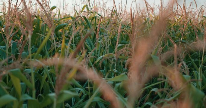 close up shot odf wonderful beautiful amazing Corn field Green Maize Corn Field Plantation in Summer Agricultural Season Food Beauty of nature, landscape. sunrise over the corn field