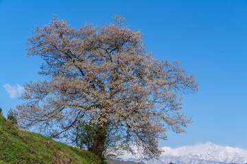 Fototapeta premium 一本桜と雪山