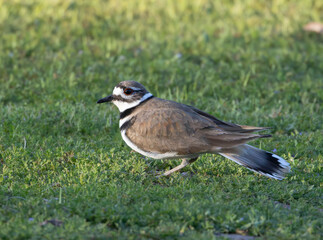 A Plover in a grassy area of a park