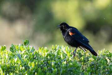A Starling Black Bird on top of a bush