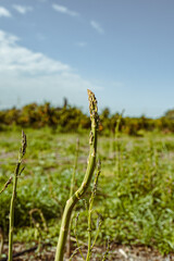 Green asparagus plantation in Israel