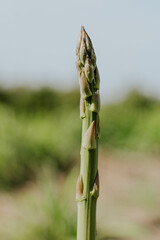 Young asparagus stalks on a plantation in Israel