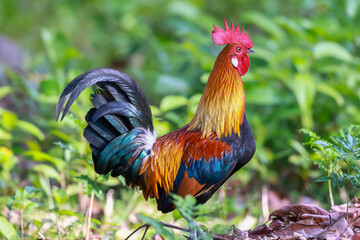 rooster in the grass © Derek