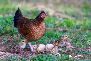 Hen and chicks