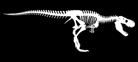 white dinosaur skeleton on black background