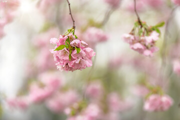 Spring background of blossoming cherry branch against blurred background of sakura trees, pink sakura flowers on the branch - 597937201