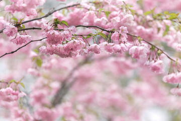 Sakura branches with blooming flower after rain - 597937202