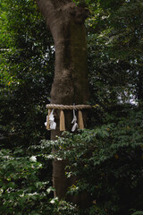 tree in the forest japan