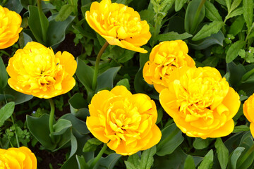 Yellow peony tulips in a flower garden in springtime