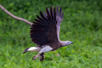 Grey headed fishing eagle catches fish.
