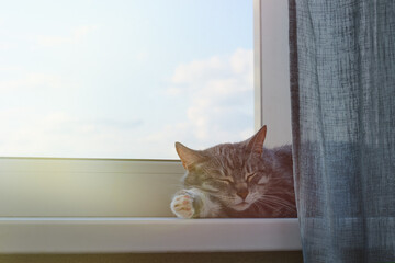 Senior cat is lying on the window sill in the sunlight. An adult pet sleeps on the windowsill in...
