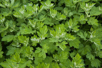 green wormwood (Artemisia absinthium) bush grows in the wild