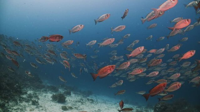 Large school of red and silver fish swimming in blue water suddenly react and swim fast out of frame