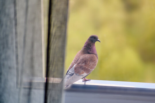 A pigeon is sitting on the window sill of a balcony against the background of forest trees. A brown pigeon is sitting outside by the window