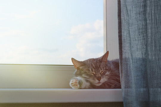 Senior cat is lying on the window sill in the sunlight. An adult pet sleeps on the windowsill in the light of the warm sun