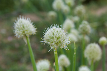 blooming green onion flower head in the garden.