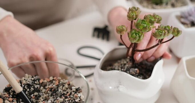 Woman adding soil into pot with Aeonium house while planting potting