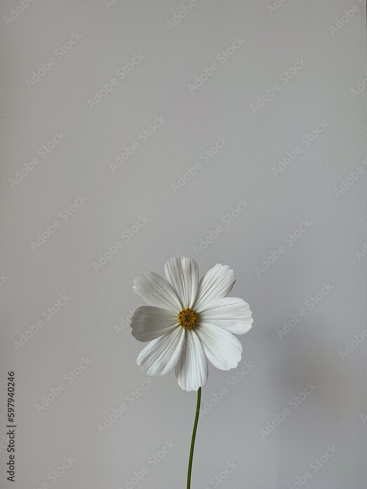 Wall mural Minimal styled flower background. White daisy chamomile flower over white wall. Copy space. Creative lifestyle summer, spring concept