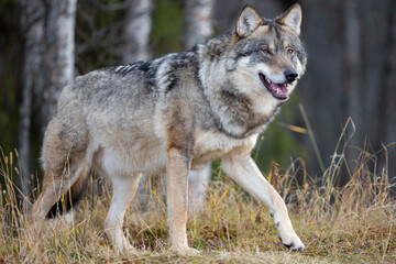 Profile of large male grey wolf walking on a hill in the forest - obrazy, fototapety, plakaty
