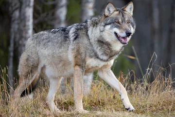 Tuinposter Profile of large male grey wolf walking on a hill in the forest © kjekol