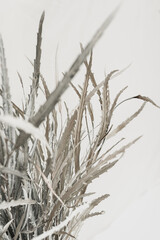 Obraz premium Dried white leaves bouquet on white background. Minimal floral holiday composition