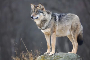 Poster Im Rahmen Large male grey wolf in profile looking for prey © kjekol