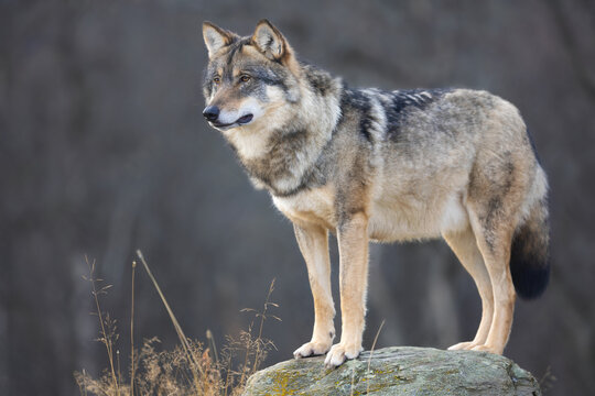 Large male grey wolf in profile looking for prey