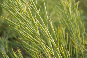 Rapeseed seed pods, Stems of rapeseed, Green Rapeseed field	