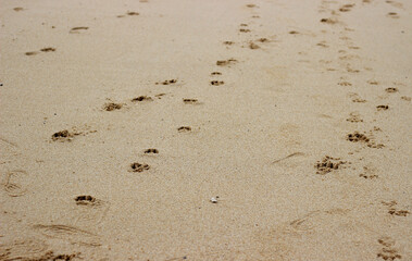 Dog footprints on the beach