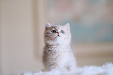 Fototapeta premium Award-winning British short hair cats and kittens