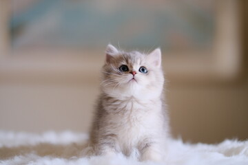 Fototapeta premium Award-winning British short hair cats and kittens