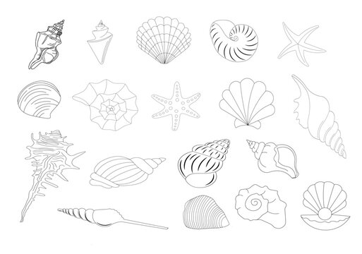 Different ocean, sea shells collection.