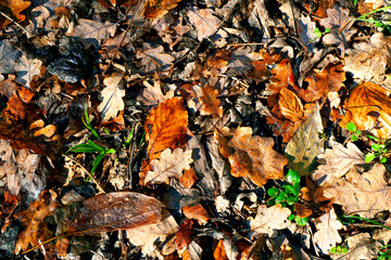 Colorful leaves on the ground of a forest, typical of autumn (closeup)