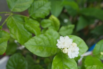 white flowers in the garden in spring