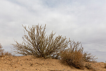 Haloxylon of Khar Turan National Park, Semnan, Iran