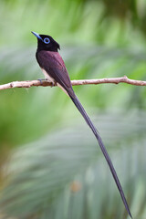 long tail bird living in beautiful environment garden, japanese paradise-flycatcher