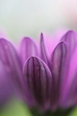 Fototapeta premium fond d'écran, texture, matière, velouté, fleur, printemps, plante, mauve, beauté, jardin, pétales, gros plan, couleur, saison, beau, macro