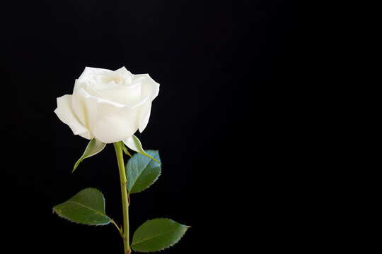 Beautiful white rose on black background with copy space. Created with Generative AI Technology