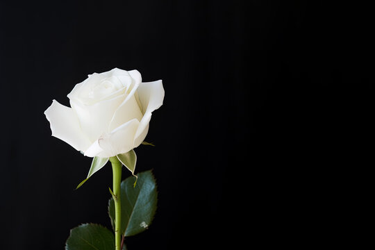 Beautiful white rose on black background with copy space. Created with Generative AI Technology