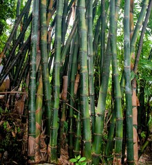 The Bamboo trees near the Chinese temple in the state of Macau in China