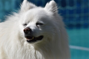 Cute fluffy white long hair dog smiling outside on walk