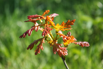 Small red leaves of a young sprout of English oak