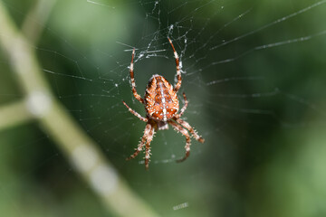 Nature in macro