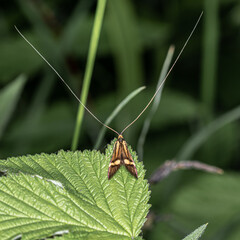 Nature in macro