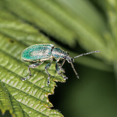 Nature in macro