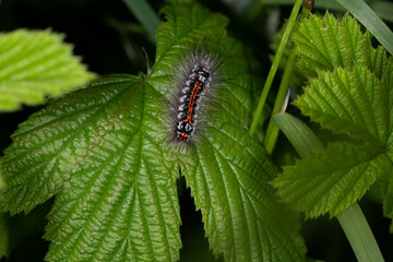 Nature in macro